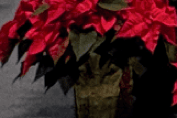 Christmas Memorial Flowers Remembrances